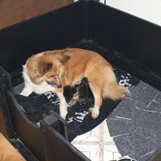 Islandsk fårehund Fenya