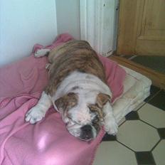 Engelsk bulldog Nifi