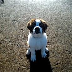 Sankt bernhardshund Basker