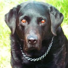 Labrador retriever Dino(Snøvsebjørn)