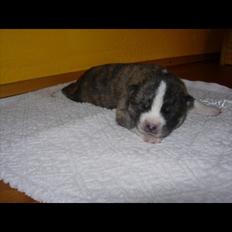 Akita inu Heza - trip