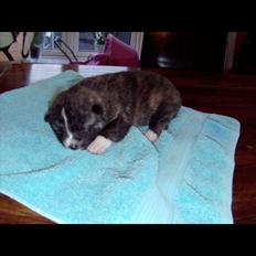 Akita inu Heza - trip