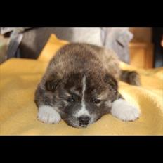 Akita inu Heza - trip