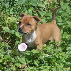 Staffordshire bull terrier Vingstaff's Angelic staff Chica