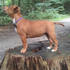 Staffordshire bull terrier Vingstaff's Angelic staff Chica