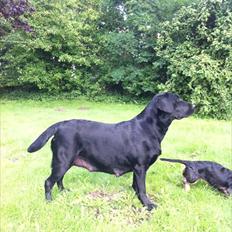 Labrador retriever Kiblans Jessie