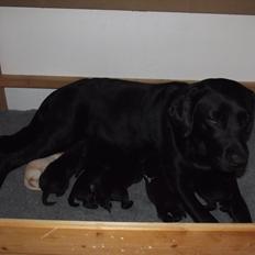 Labrador retriever Kiblans Jessie