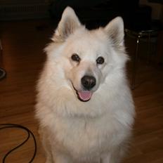 Samojedhund Tilde