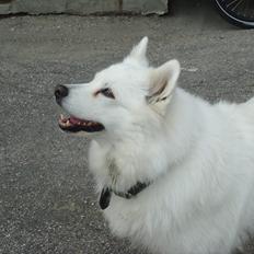 Samojedhund Tilde