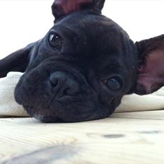 Fransk bulldog Molly
