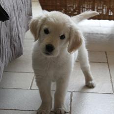 Golden retriever Effie/Zoe