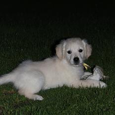 Golden retriever Effie/Zoe