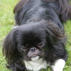 Pekingeser Blackie