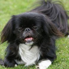 Pekingeser Blackie