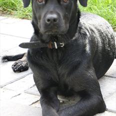 Blanding af racer caja