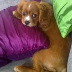 Cavalier king charles spaniel Silje