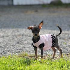 Blanding af racer Diva