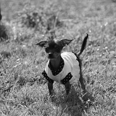 Blanding af racer Diva