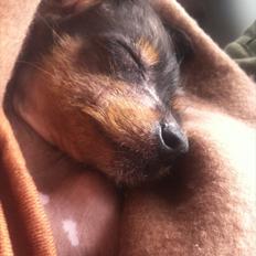 Blanding af racer Diva