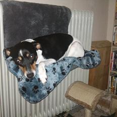 Dansk svensk gaardhund JASON