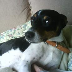 Dansk svensk gaardhund JASON