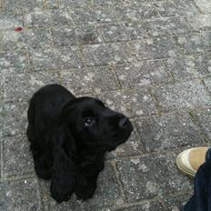 Cocker spaniel Athos