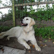 Golden retriever Joey