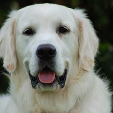 Golden retriever Joey