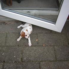 Blanding af racer Plet