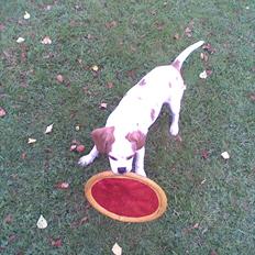 Blanding af racer Plet