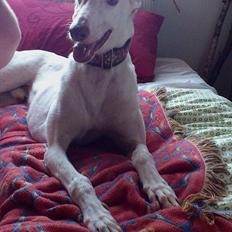 Greyhound Stouke Thunder