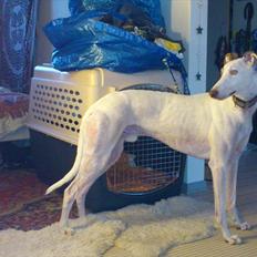 Greyhound Stouke Thunder