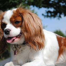 Cavalier king charles spaniel nala