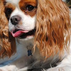 Cavalier king charles spaniel milo