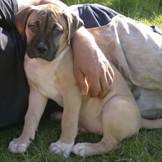Blanding af racer broholmer/boxer navn Elvis