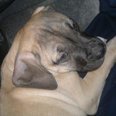Blanding af racer broholmer/boxer navn Elvis