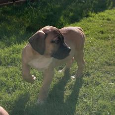Blanding af racer broholmer/boxer navn Elvis