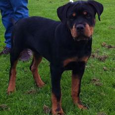 Rottweiler Manse