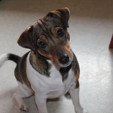 Jack russell terrier Chef