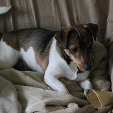 Jack russell terrier Chef