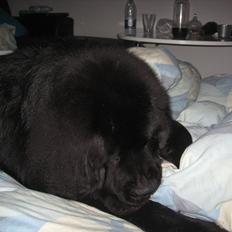 Newfoundlænder Ivan