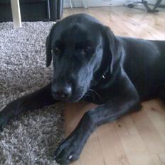 Blanding af racer Rex