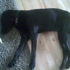 Blanding af racer Rex