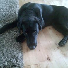 Blanding af racer Rex