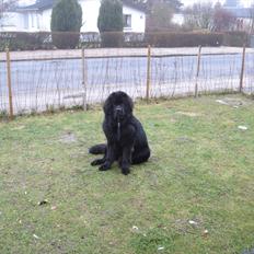 Newfoundlænder Ivan