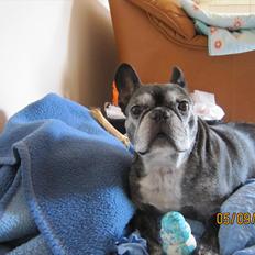 Fransk bulldog kenzo