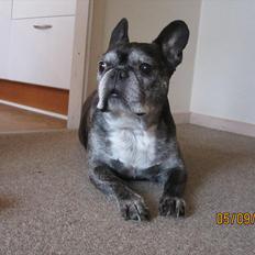 Fransk bulldog kenzo