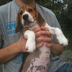 Beagle Hannibal<3 - SOLGT -