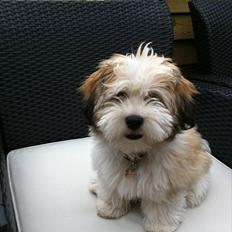 Bichon havanais Mille 