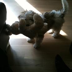 Bichon havanais Mille 